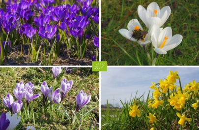 Bijenbuffet 'Royaal aperitief'