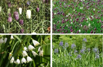 Bijenbuffet 'Oeverpracht'