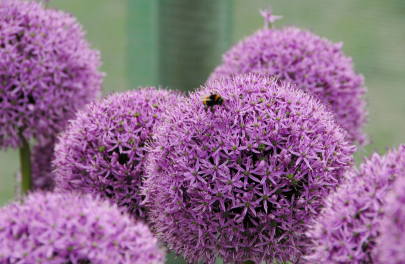 Sierlook 'Gladiator'