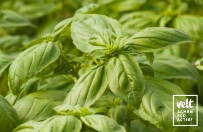 Basilicum grootbladig zaadschijf