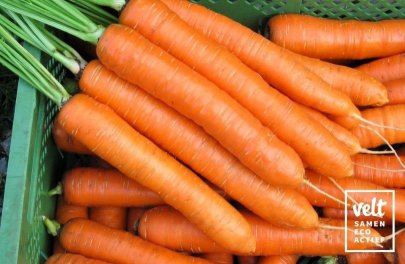 Wortelen Zaadband
