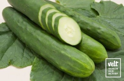 Komkommer Tanja
