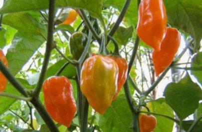 Peper Habanero Orange