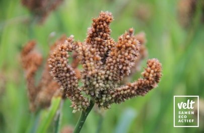 Z1658 _ Eetbaar - Vingergierst.jpeg