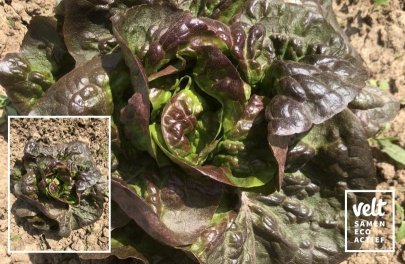 Kropsla Rougette de Montpellier