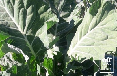 Bladkoop Giant of Jersey