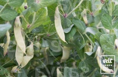 Erwt Golden Sweet