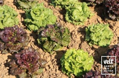 Bataviamengeling Colarata