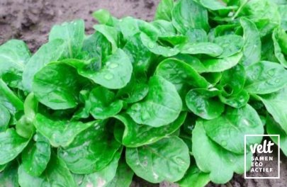 Veldsla Verte de Cambrai