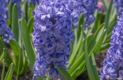 Hyacint 'Delft blue'