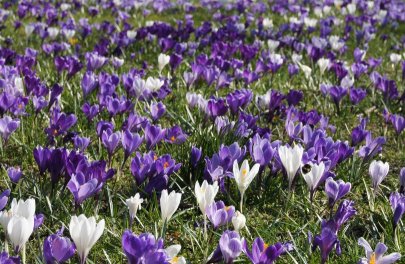 Mix grote krokus paars-wit 