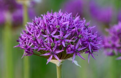 Sierlook 'Violet Beauty'