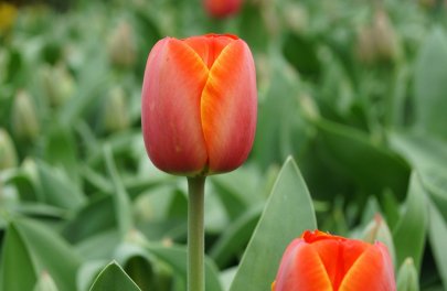 Tulp 'Ad rem'