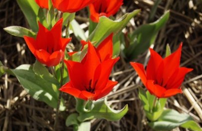 Tulp 'Praestans Zwanenburg'