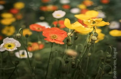 IJslandse papaver
