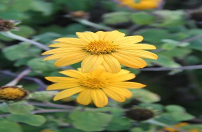 Mexicaanse zonnebloem okergeel