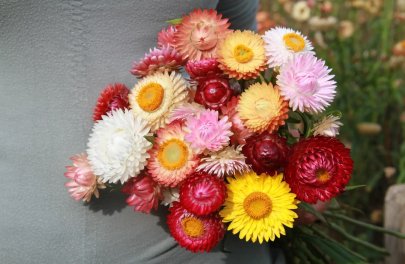 Strobloem mix