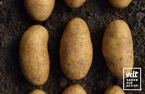 Aardappel Annabelle - 1 kg