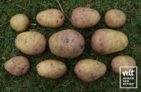 Aardappel Carolus - 1 kg