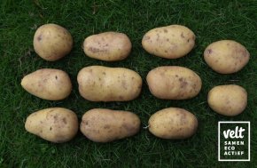 Aardappel Sevilla - 2,5 kg
