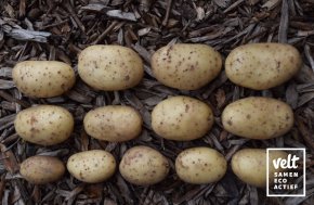 Aardappel Cammeo - 1 kg