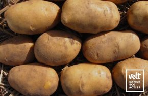 Aardappel Agria - 1 kg