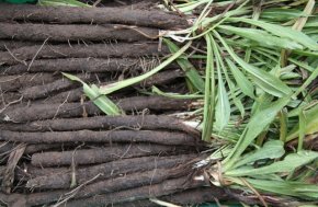 Schorseneer - Nestor type Hoffmanns Schwarze Pfahl