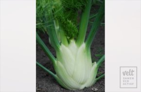 Venkel - knolvenkel - Perfektion