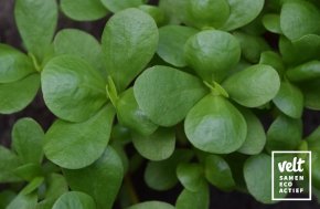 Postelein - Gewone Groene Zomerpostelein