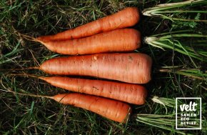 Wortel - Rodelika