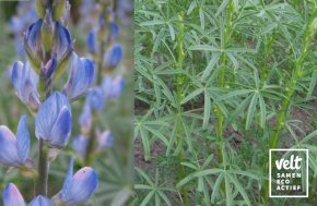 Blauwe lupine