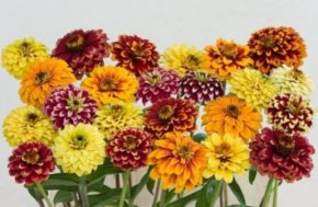 Zinnia - mix 40 cm