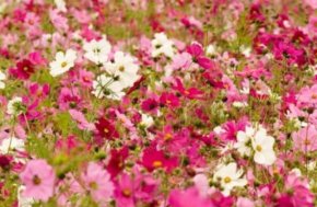 Cosmea mix 100 cm