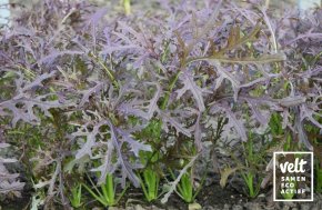 Kool- en mosterdblaadjes - Purple Frills