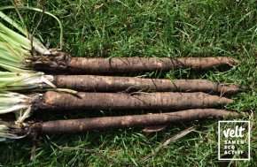 Schorseneer - Hoffmanns Schwarze Pfahl