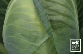 Spitskool - Eersteling