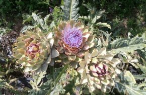 Artisjok - Green Globe