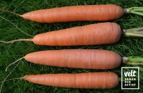 Wortel - Dolciva