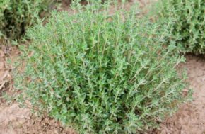 Tijm - Duitse Winter