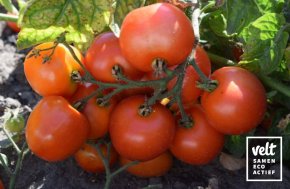 Tomaat - Bogus Fruchta