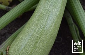 Courgette - Alberello 