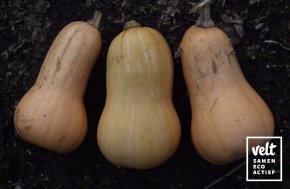 Pompoen - Nutterbutter (Cucurbita moschata)