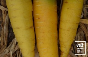 Wortel - Gochsheimer Gelbe