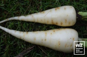 Wortel - Blanche des Vosges