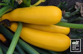 Courgette - Gold Rush