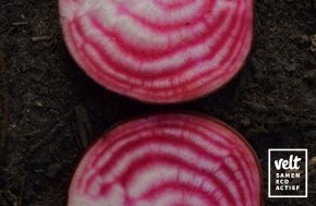 Biet - Tondo di Chioggia