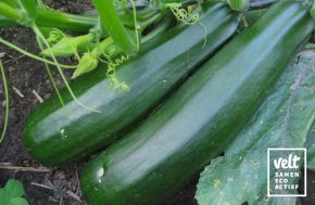 Courgette - Black Beauty