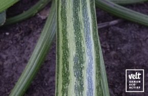 Courgette - Cocozelle von Tripolis