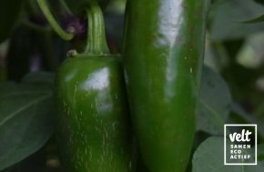 Peper - Jalapeno