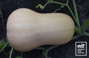 Pompoen - Waltham Butternut (Cucurbita moschata)